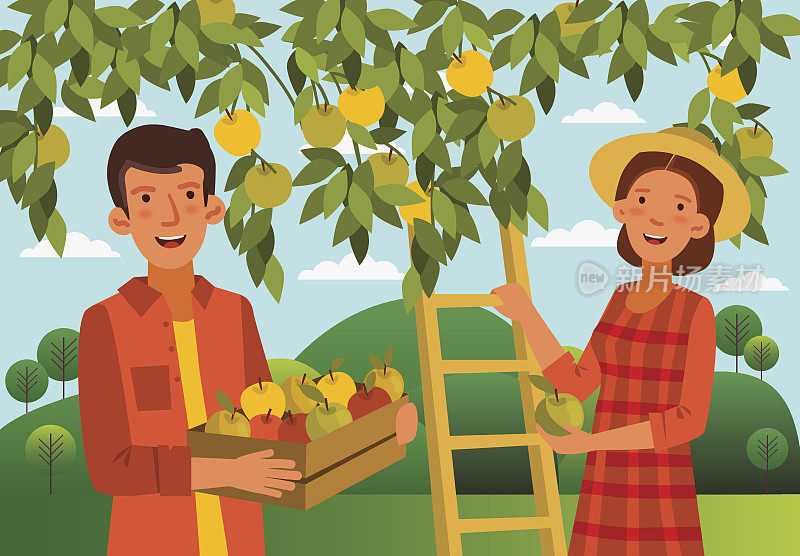 年轻的女子和男子在花园里摘苹果。夏天的风景背景