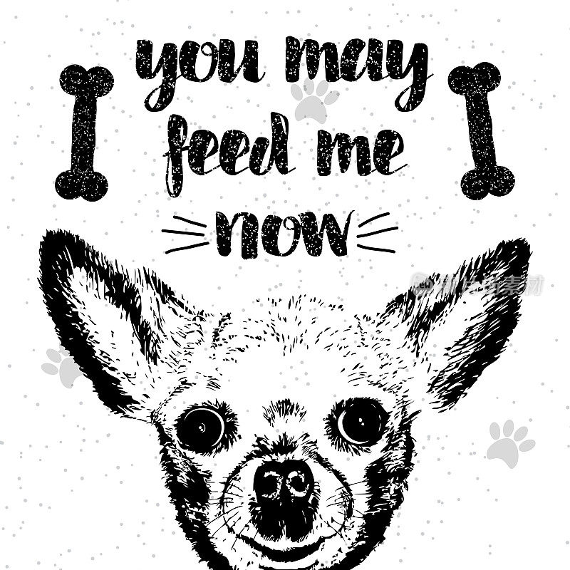 你现在可以喂我了。用可爱的微笑但饥饿的狗签名。动机字母纹理背景。给爱狗人士的题词。鼓舞人心的排版书法。要求短语。