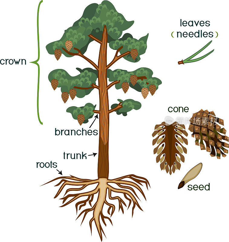 部分的植物。具有树冠、根系和球果的松树的形态，标题孤立在白色背景上