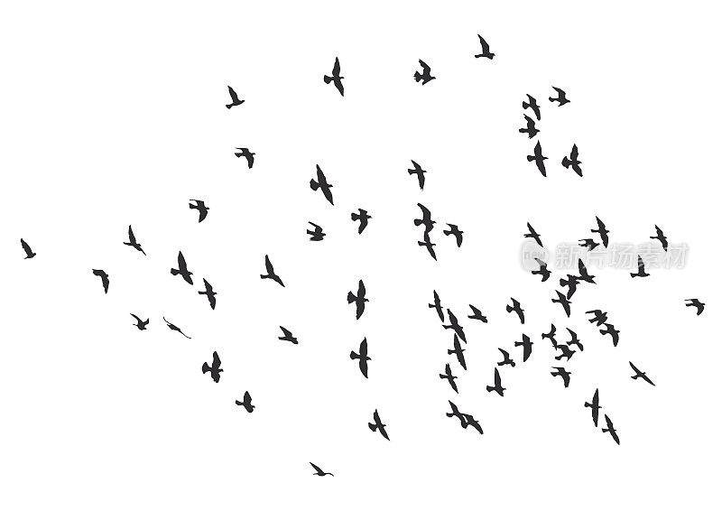 一群飞鸟的剪影。