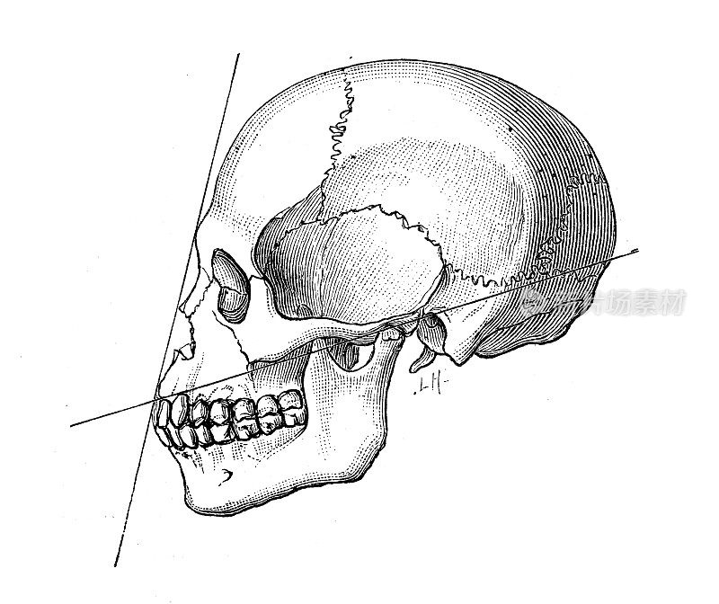 古董插图:人类头骨