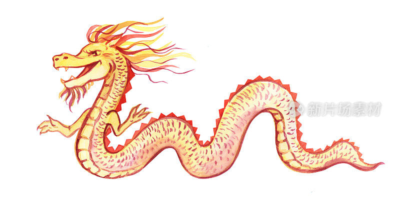 中国龙。水彩画的金龙。中国新年。假期。白色背景上的龙。