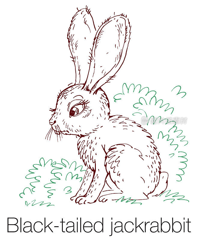 黑尾长耳大野兔手绘矢量插图