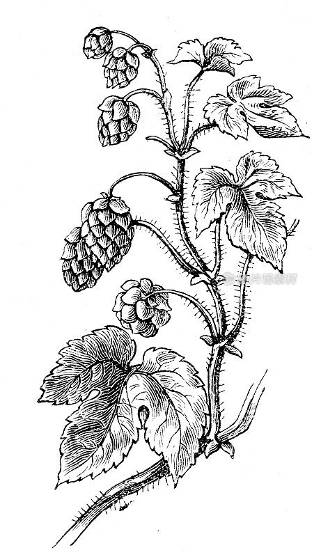 啤酒花植物插图1899