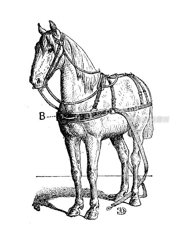 古董插图:马