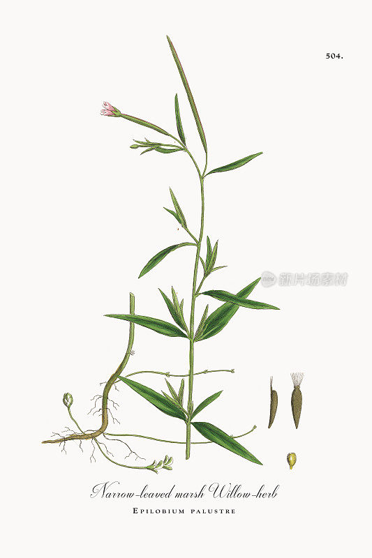 窄叶沼泽柳叶草本植物，棕榈叶，维多利亚植物学插图，1863年
