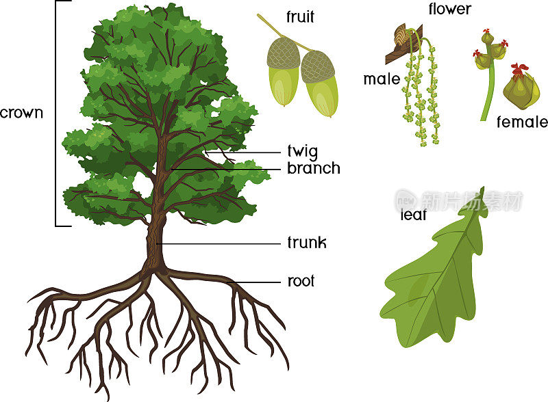 植物学插图与橡树根系，分枝与雌花和雄花，橡果和绿叶孤立在白色背景