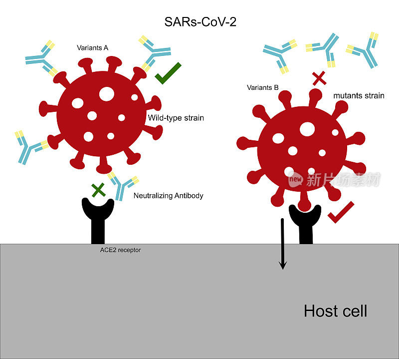 与中和抗体结合的野生毒株不能入侵宿主细胞，而与中和抗体结合的突变毒株可以逃避免疫系统，导致病毒感染。
