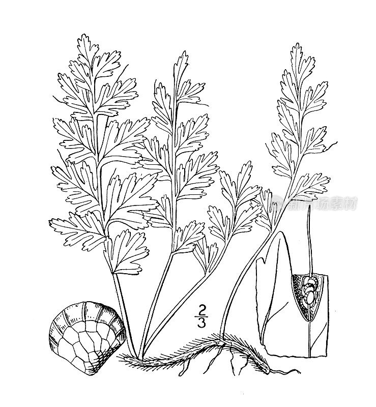 古植物学植物插图:毛滴虫、刚毛蕨