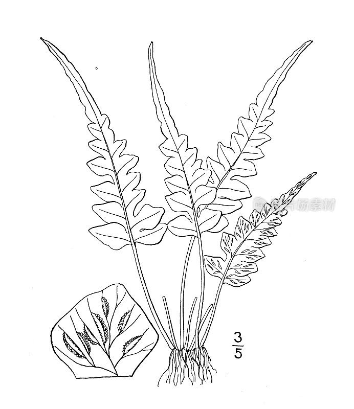 古植物学植物插图:桄榔子、桄榔子