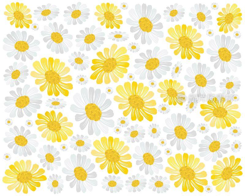 美丽的黄色和白色的波斯菊花背景