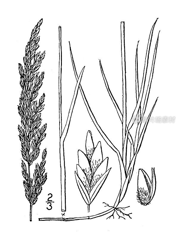 古植物学植物插图:草原草