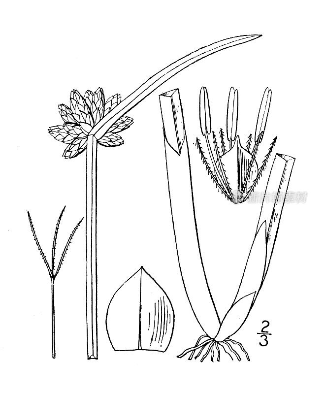 古植物学植物插图:三棱藨草、芦苇