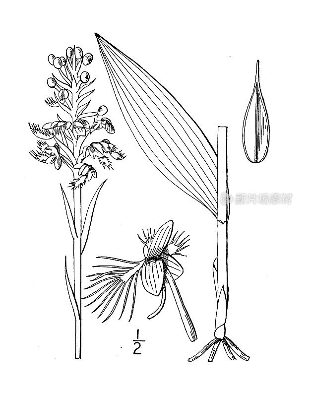 古植物学植物插图:凤头兰、凤头黄兰花