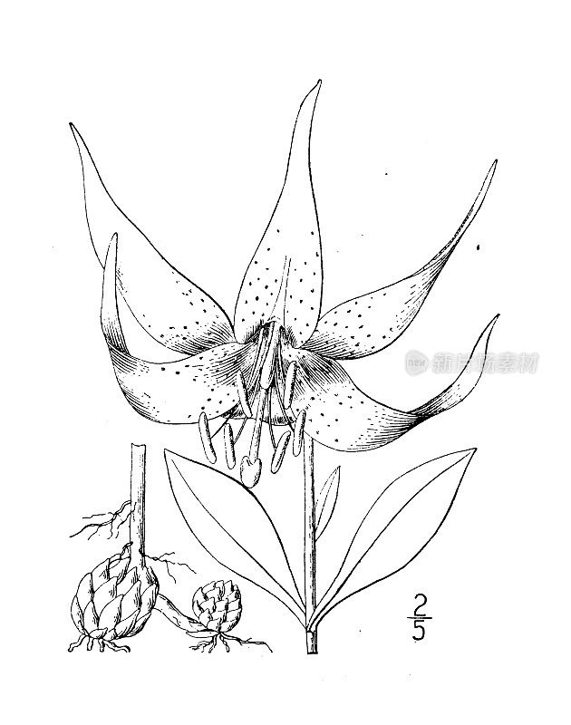 古董植物学植物插图:卡罗来纳百合，卡罗来纳百合