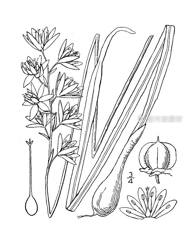 古植物学植物插图:葫芦、野生风信子