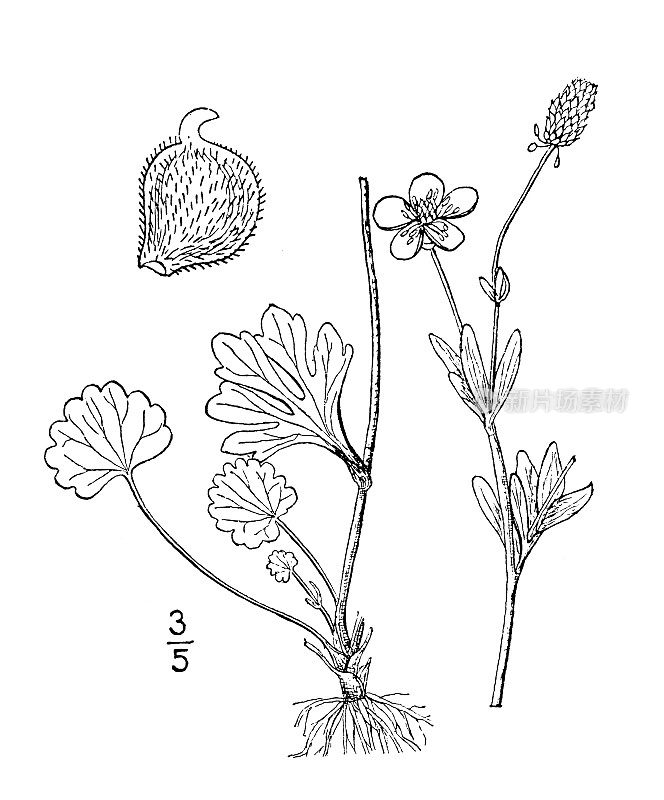 古植物学植物插图:毛茛、北毛茛