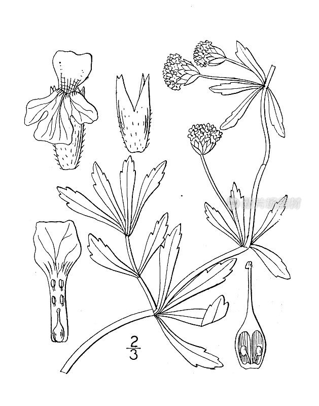 古植物学植物插图:楔形叶，楔形叶雾果