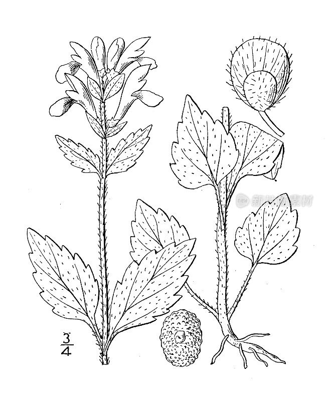 古植物学植物插图:黄芩、黄芩