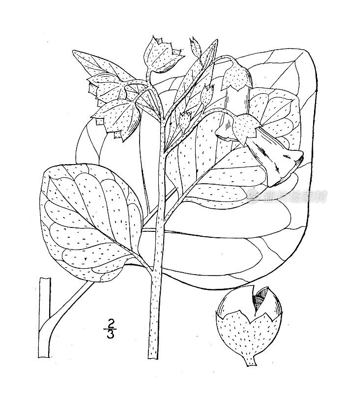 古植物学植物插图:野烟、野烟