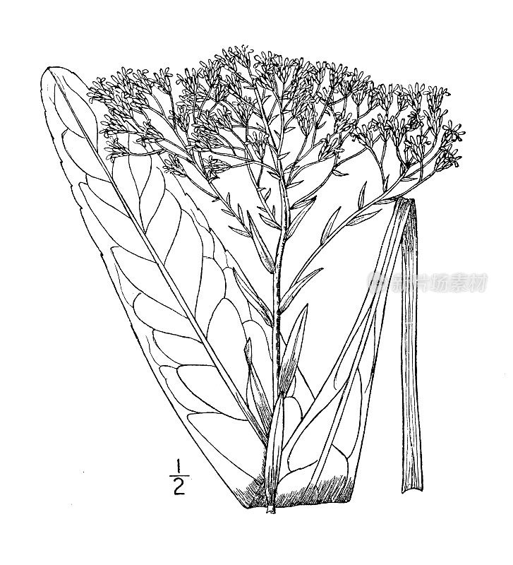 古董植物学植物插图:俄亥俄一枝黄花，俄亥俄金杆