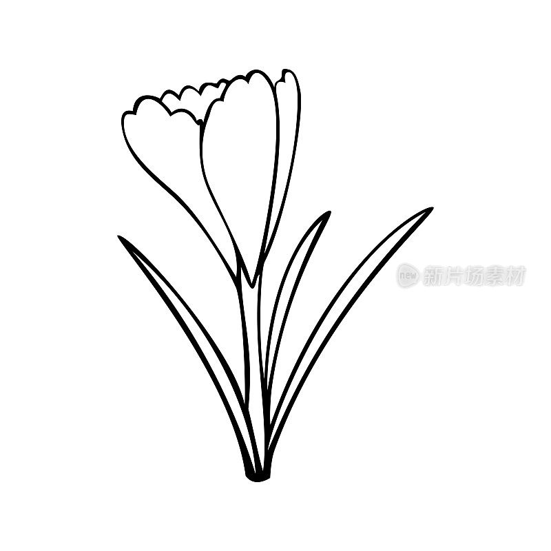 单色图片，春天的花朵，精致的藏红花，矢量插图