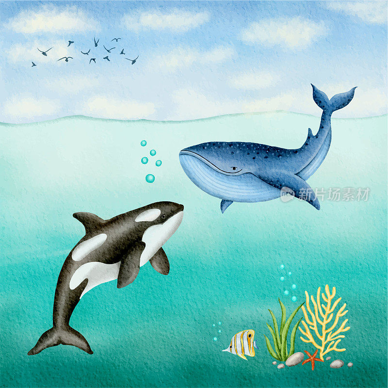 海底的布氏鲸和虎鲸