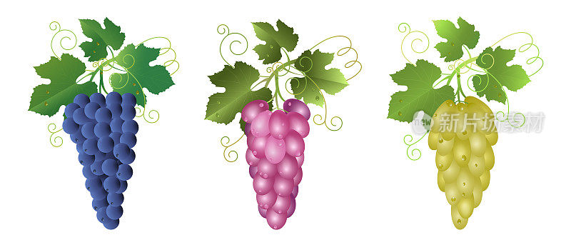 一串串的葡萄酒和食用葡萄。插图。