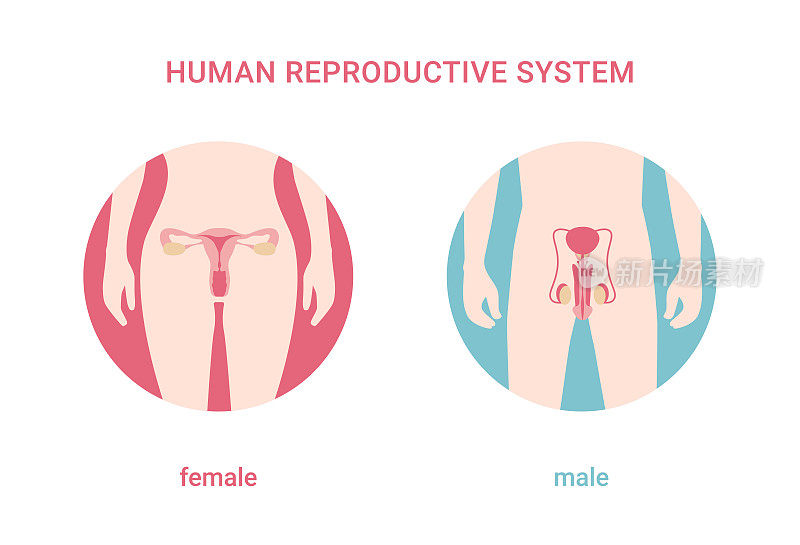 人类生殖系统。女性和男性的身体与生殖系统器官