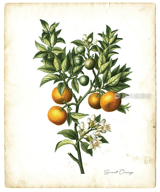 甜橙水果插图1819