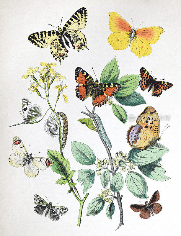 蝴蝶和毛毛虫与花寄主植物-复古色彩插图
