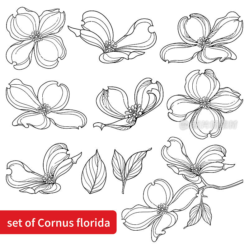 设置轮廓美国山茱萸或山茱萸佛罗里达花和叶子在黑色孤立的白色背景。