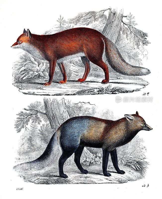 常见的狐狸-非常罕见的盘子从“世界之书”1846年