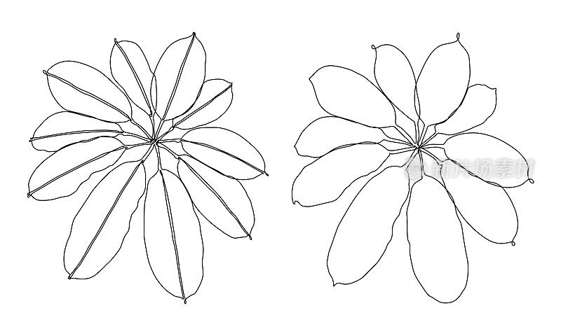 伞植物连续线条绘制与可编辑的笔画集