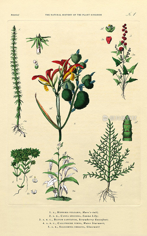 开花植物，植物王国，维多利亚植物插图，大约1853年