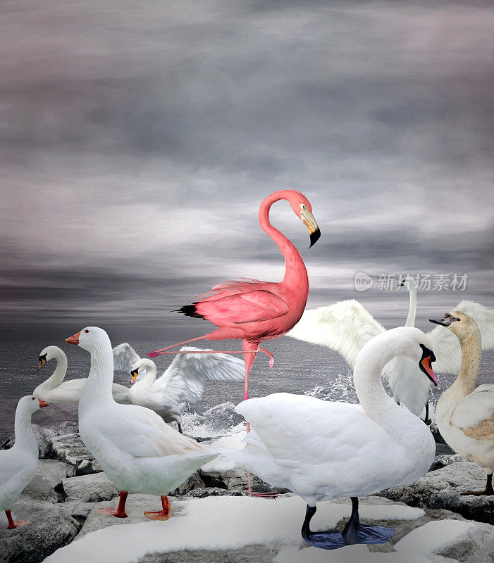 粉红色的火烈鸟在一群白色的鸭子和天鹅中间