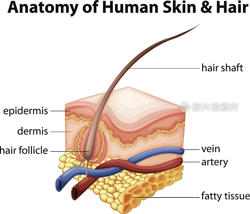 人体皮肤和毛发解剖学