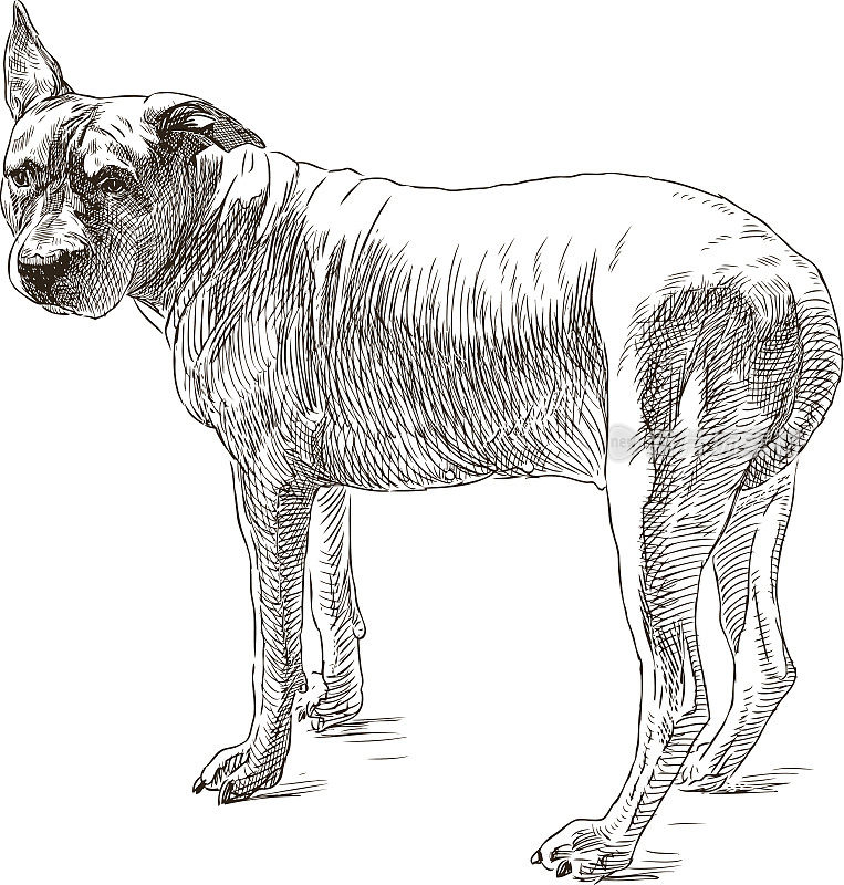 一张老比特犬的素描