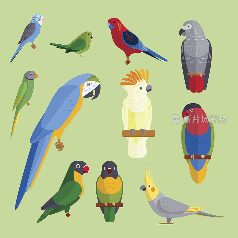 鹦鹉鸟类繁殖物种动物自然热带长尾小鹦鹉教育彩色宠物矢量插图