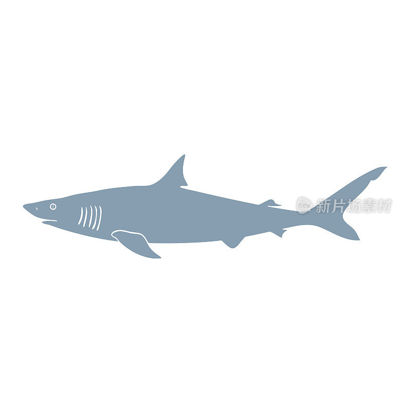 手绘鲨鱼剪影孤立在白色的背景。向量