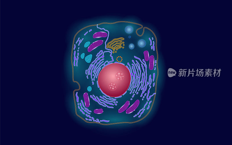 动物人类细胞结构教育科学。显微镜三维真核细胞器医学技术分析。发光的彩色生物海报模板孤立的线矢量插图