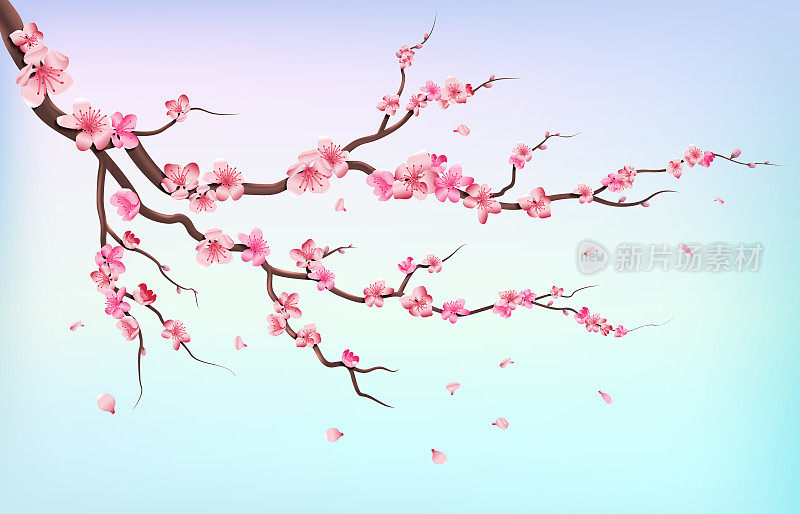 日本樱花枝与樱花和落花孤立在白色背景矢量插图