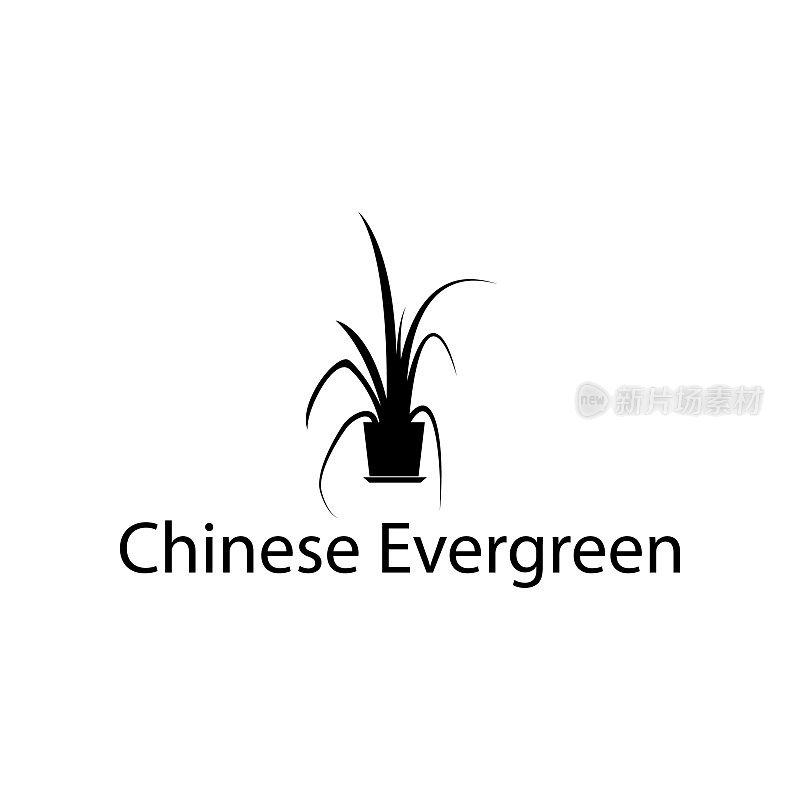 中国常绿插图。移动概念和web应用的植物图标元素。详细的中国常绿的插图可以用于网页和手机