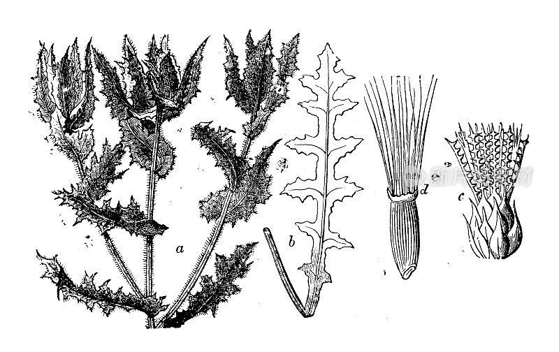 古插图，植物学:本尼迪克特蓟(圣本尼迪克特蓟，祝福蓟，神圣蓟)