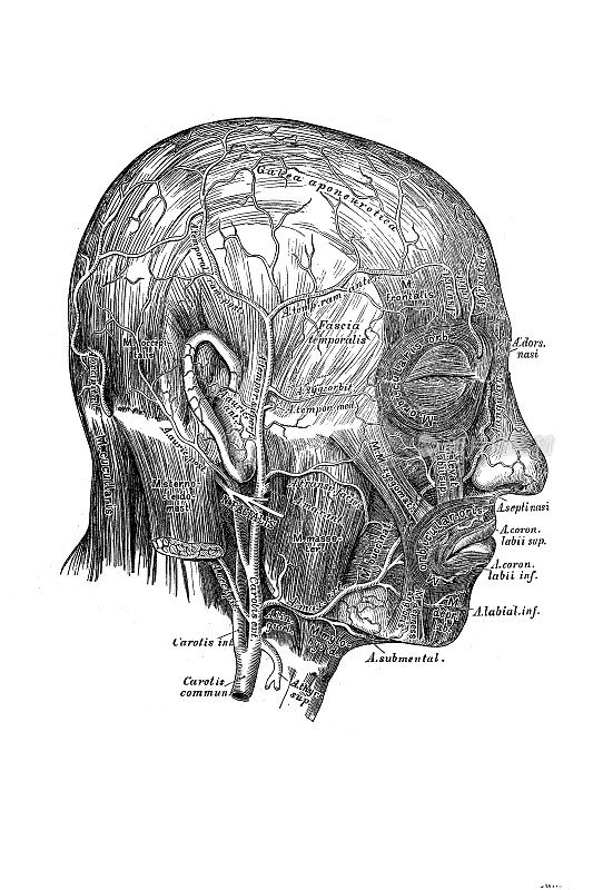 面部和颅骨的动脉