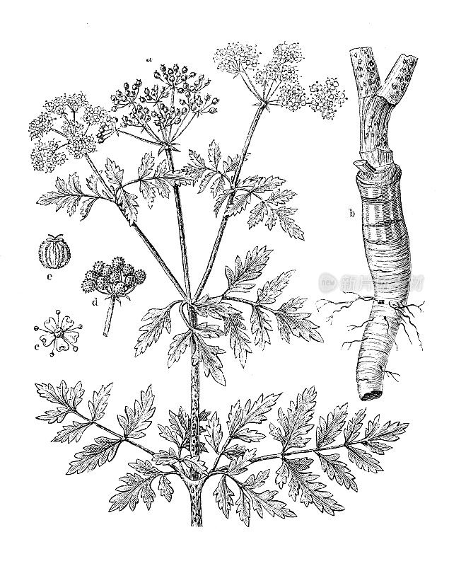 古董植物学插图:毒芹、毒芹