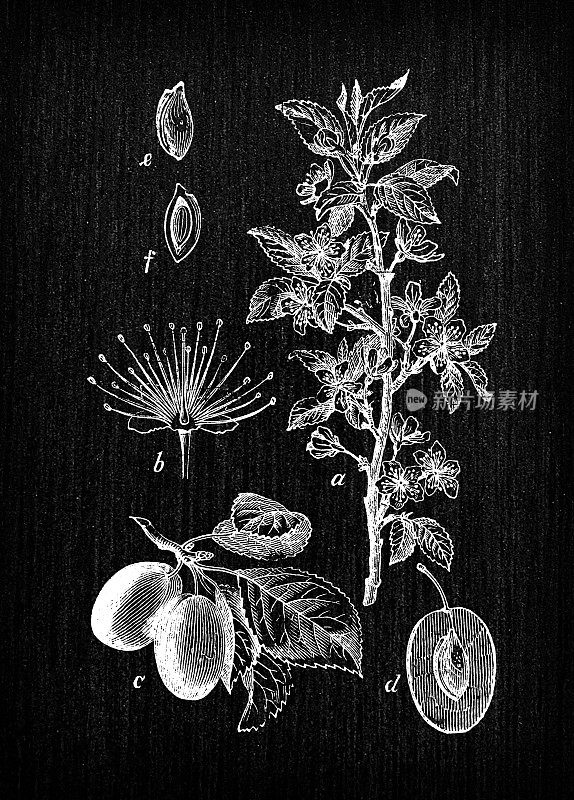 植物学植物仿古雕刻插画:Prunus家装(李子树)