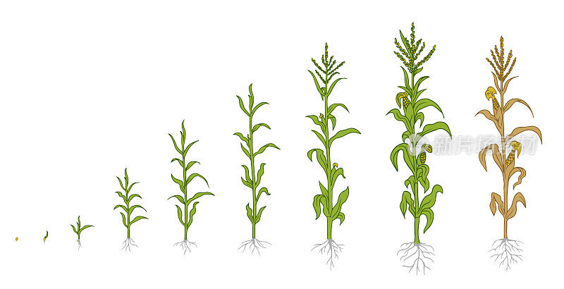 麦是植物的生长过程。农业植物。玉米生长阶段、种植过程。玉米从种子到成熟的生命周期信息图。