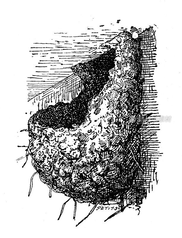 古董插画:巢，燕