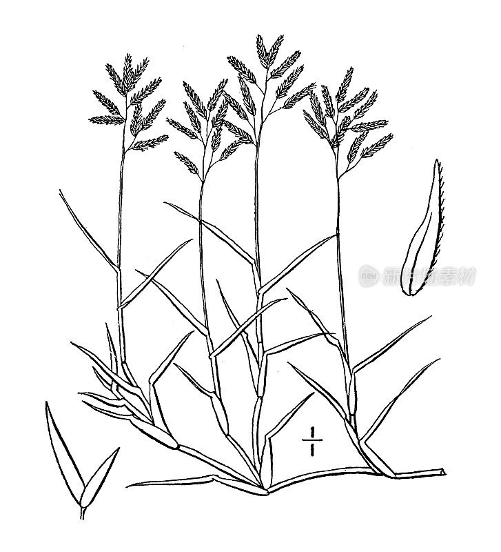 古植物学植物插图:画眉草、画眉草